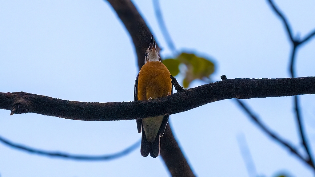 Orange-headed Thrush